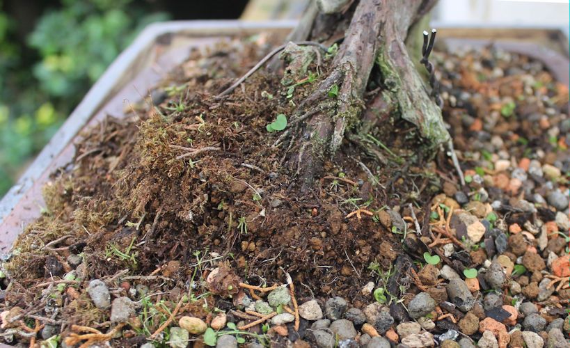 bonsai juniper